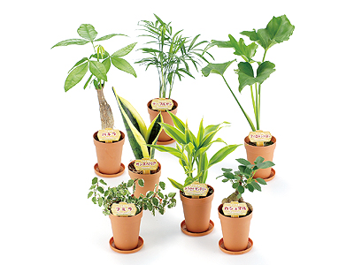 観葉植物ポットミックス
