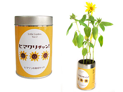 リトルガーデンヒマワリチャン